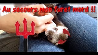 Apprendre à son furet à ne pas mordre [upl. by Eelarat612]