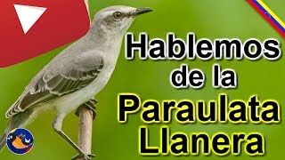 paraulata llanera [upl. by Gamages]