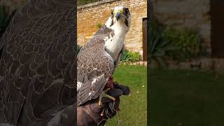 LUGGER FALCON CLOSEUP [upl. by Enelrihs]