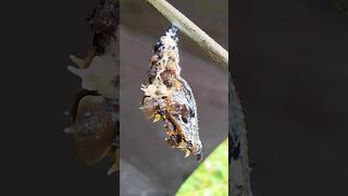 Caterpillars prepare to molt into butterflies [upl. by Neville]