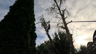 ⚠️Démontage de bouleau étêter horreur arborist jardin echostihl astucetreelifenature [upl. by Beck]