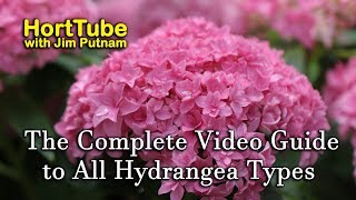 The Complete Video Guide to Most Hydrangea Types [upl. by Asilat]