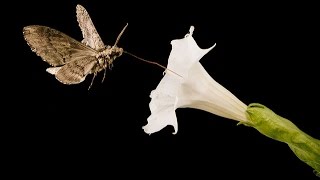 Moon Flower 7  Pollinated by Sphinx Moth Timelapse [upl. by Enutrof]