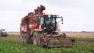 Holmer Terra Dos T4 40  Sugar beet harvest [upl. by Namharludba]