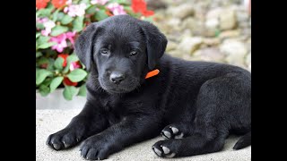 Labrador Retriever Puppies for Sale [upl. by Mushro]