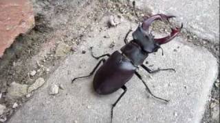 Lucanus cervus turcicus [upl. by Aciras]