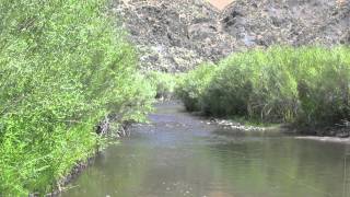 Fishing for Redband Trout on the Bruneau River [upl. by Ynnatirb]