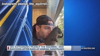 Peanut the squirrel euthanized by DEC to test for rabies [upl. by Ruelle3]