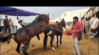 Equine Horse Enjoyedequestrianlifeenjoymenthorseanimalsfirsttimeenjoytexasenjoymentfarming [upl. by Elawalo]