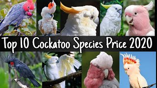 Top 10 Cockatoo Species Price 2020 [upl. by Ballou]