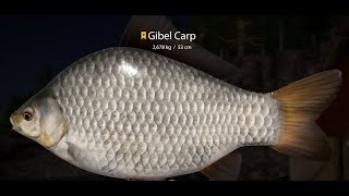 Russian Fishing 4  Ladoga Lake 6x Trophy Gibel Carp spot 4370 [upl. by Kamaria854]