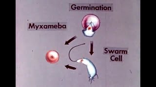 Life Cycle of Slime Molds Myxomycetes Explained with Animation 116 [upl. by Ycal]