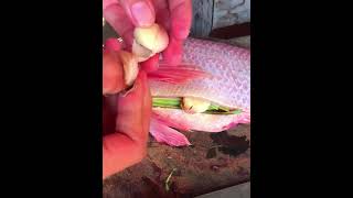 Best Boiled Red Fish Recipe 16 fishing twolessfishinthesea rawfood [upl. by Chitkara]