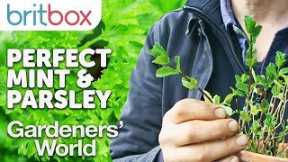 Growing the Perfect Parsley and Having Unlimited Mint  Top Tips  Gardeners World [upl. by Torre39]