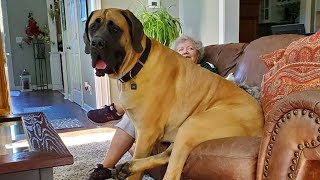 This English Mastiff Dog Is Funnier Than You Can Imagine [upl. by Enirolf]