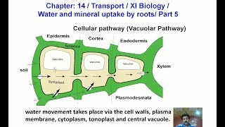 mr i explains Root Hair Cells and Water Uptake for IGCSE [upl. by Attela]