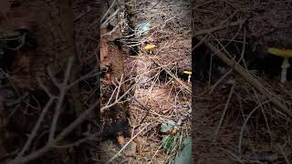 A Fairytale Forest FULL of Fly Agarics 🍄 amanita mushroom fungi funghi мухомор грибы shorts [upl. by Rahsab]