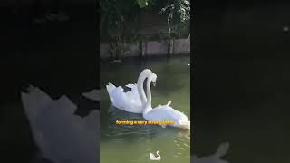 An uncle on his way home from work encountered a swan that had its neck stuck pet shortvideo [upl. by Aneled]