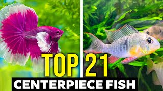 Top 21 Centerpiece Fish For ALL Aquarium Sizes [upl. by Atwater]