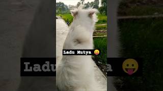 Indian Spitz Dog SheruIndian Spitz Dog Funny Videoshorts ytshorts [upl. by Aden]