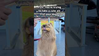 POV You’re trying to take a cute pic of your dog… goldendoodle petparent cutedog [upl. by Weinman]