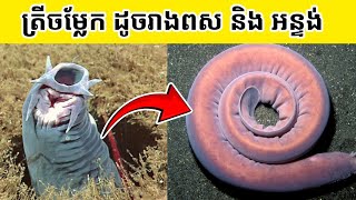 Unveiling the Secrets of Hagfish Natures Slimiest Wonders Svengyol [upl. by Nyrat753]