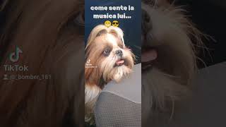 Sincronizzazione perfetta neiperte cane shitzu [upl. by Enaed]