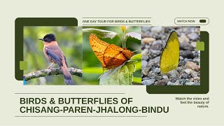 Birds and Butterflies of Dooars and Chisang birds butterfly wildlife nature dooars chisang [upl. by Ahsenrat]