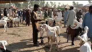 16 October 2024 chok azam bakra mandi rate update  Qurbani 2025 Ky lye rajanpuri bakray [upl. by Cynde520]