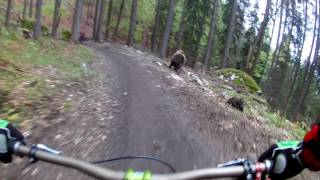 Bear on the Bikepark  SLOW MOTION  Malino Brdo SLOVAKIA [upl. by Bohi]