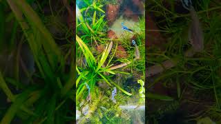 All set ✨ guppyvalarthal guppyvalarthalmalayalam fishfarming plantedtank [upl. by Neenaej413]