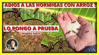 COMO ELIMINAR las HORMIGAS CORTADORAS o ZOMPOPOS del HUERTO Y EL JARDIN con ARROZ  Gio de la Rosa [upl. by Cleodell82]