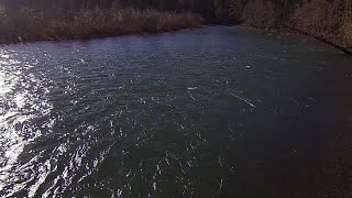 Cowlitz river Blue creek winter Steelhead [upl. by Sandeep112]