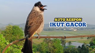 Suara Burung KUTILANG GACOR Ampuh Untuk Suara Panggilan Burung Kutilang AUTO Ikut Gacor [upl. by Ardnuahs]