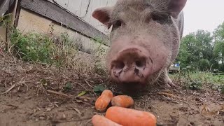 200pound pig abandoned in San Antonio area finds ahome [upl. by Nedry]