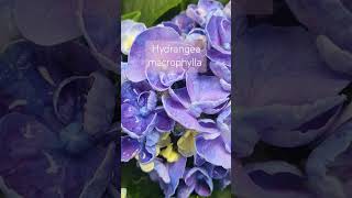 Gorgeous colors of hydrangea hydrangea [upl. by Bryana]