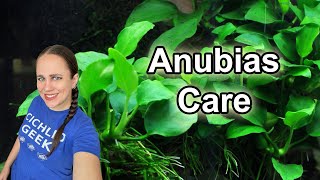 Anubias 101  Beginners Guide to the Anubias Plant in the Aquarium [upl. by Marjorie]