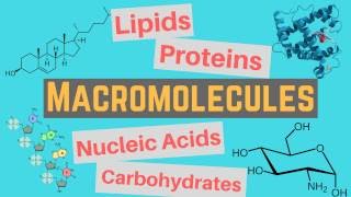 Macromolecules  Classes and Functions [upl. by Gabie]