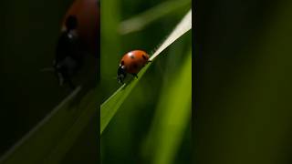 TOP 5 Curiosités Sur La Coccinelle 🐞 [upl. by Mcnamara808]