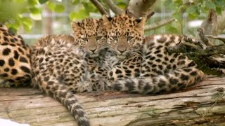 Newborn Amur Leopards  Natures Miracle Babies  BBC Earth Kids [upl. by Yla]