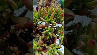 CRASSULA OVATA GOLLUM BONSAI 🌱plants garden succulent shorts [upl. by Harlene]