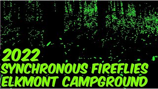 2022 SYNCHRONOUS FIREFLIES Elkmont Campground FOOTAGE OF THE FIREFLIES [upl. by Atekehs627]