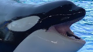 One Ocean Full ShowFull HD July 16 2017  SeaWorld Orlando [upl. by Guise234]