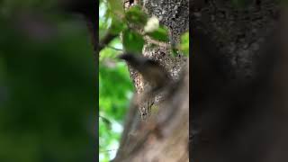 Black headed cuckoo shrike blackheadedcuckooshrike bords birdwatching [upl. by Carrnan]