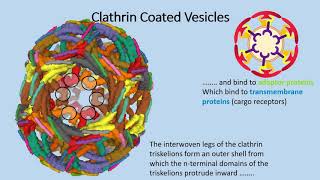 Vesicle Trafficking in Cells 1 The Process [upl. by Tacye477]