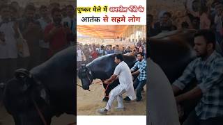 अनमोल भैंसें का ऐसा भयानक गुस्सा आपने पहले नहीं देखा होगाangerybull anmolbhesa anmolbhainsa [upl. by Asert]