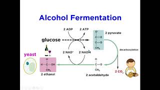 Respiratory Quotient amp Fermentation [upl. by Younger]