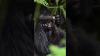 Mountain Gorillas [upl. by Relyuhcs]