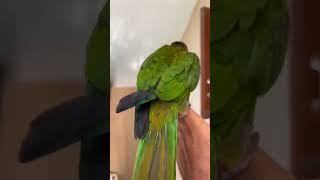 Blue Throated Conure Fully Tamed Bird 🥰 [upl. by Enyaw]