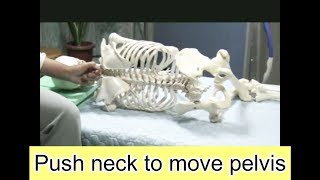 Teaching by Handling 551 Push Neck amp Move Pelvis on the side Silent [upl. by Primrose]